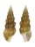 TURRIDAE CLAVUS LAETUS shell