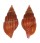 MITRIDAE VEXILLUM SALISBURYI shell