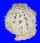 SPONDYLIDAE SPONDYLUS NICOBARICUS CILIATUS shell