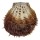 SPONDYLIDAE SPONDYLUS OCELLATUS shell