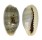 CYPRAEIDAE CYPRAEA ERRONES ERRONES shell