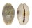 CYPRAEIDAE EROSARIA EROSA CHLORIZANS shell