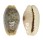 CYPRAEIDAE EROSARIA EROSA CHLORIZANS shell