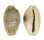 CYPRAEIDAE EROSARIA EROSA CHLORIZANS shell