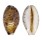CYPRAEIDAE LYNCINA LYNX VANELLI shell