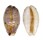 CYPRAEIDAE LYNCINA LYNX VANELLI shell