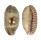 CYPRAEIDAE ERRONEA CAURICA CAURICA shell
