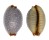 CYPRAEIDAE CYPRAEA STAPHYLAEA STAPHYLAEA shell