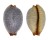 CYPRAEIDAE CYPRAEA STAPHYLAEA STAPHYLAEA shell