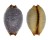 CYPRAEIDAE CYPRAEA STAPHYLAEA STAPHYLAEA shell