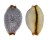 CYPRAEIDAE CYPRAEA STAPHYLAEA STAPHYLAEA shell