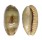 CYPRAEIDAE ERRONEA CAURICA CAURICA shell