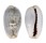 CYPRAEIDAE EROSARIA BOIVINI shell