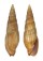 MITRIDAE MITRA GLABRA shell