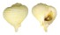 CORALLIOPHILIDAE RAPA RAPA shell