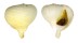 CORALLIOPHILIDAE RAPA RAPA shell