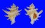 CORALLIOPHILIDAE BABELOMUREX WORMALDI shell