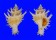 CORALLIOPHILIDAE BABELOMUREX WORMALDI shell