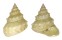 TROCHIDAE LISCHKEIA UNDOSA shell