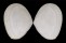 TELLINIDAE SERRATINA CAPSOIDES shell
