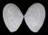 TELLINIDAE SERRATINA CAPSOIDES shell