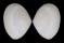 TELLINIDAE SERRATINA CAPSOIDES shell