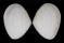 TELLINIDAE SERRATINA CAPSOIDES shell