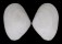 TELLINIDAE SERRATINA CAPSOIDES shell