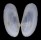 MACTRIDAE LUTRARIA CURTA shell