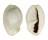 CYPRAEIDAE MONETARIA ANNULUS shell