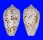 CONIDAE CONUS PULICARIUS shell
