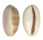 CYPRAEIDAE LYNCINA CARNEOLA shell