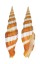 MITRIDAE VEXILLUM CITRINUM shell