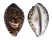 CYPRAEIDAE CYPRAEA TIGRIS shell