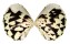 VENERIDAE LIOCONCHA FASTIGIATA shell