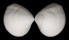 MACTRIDAE GELOINA cf. MOERCHIANA shell