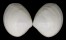 MACTRIDAE GELOINA cf. MOERCHIANA shell
