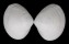 MACTRIDAE GELOINA cf. MOERCHIANA shell