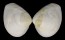 MACTRIDAE GELOINA cf. MOERCHIANA shell