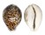CYPRAEIDAE CYPRAEA TIGRIS shell