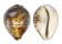 CYPRAEIDAE CYPRAEA TIGRIS shell