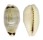 CYPRAEIDAE CYPRAEA QUADRIMACULATA shell