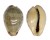 CYPRAEIDAE ERRONEA XANTHODON shell