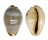 CYPRAEIDAE ERRONEA XANTHODON shell