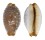 CYPRAEIDAE STAPHYLEA LIMACINA shell