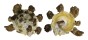 XENOPHORIDAE XENOPHORA MEKRANENSIS KONOI shell
