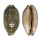 CYPRAEIDAE MAURITIA EGLANTINA shell