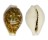 CYPRAEIDAE CYPRAEA DANI shell