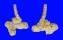 VERMETIDAE VERMETUS cf. VITREUS shell
