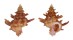 CORALLIOPHILIDAE BABELOMUREX GEMMATUS shell